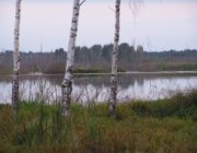Подтопленное Леневское озеро (вид близ бывшей деревни Облетово)